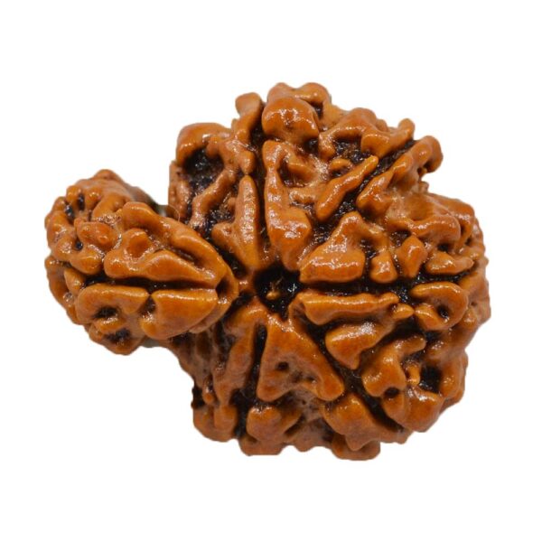 Why Reading Descriptions is Important when Buying Rudraksha Online?